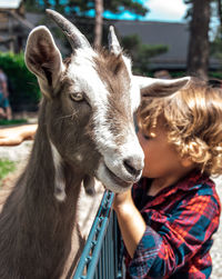 Close-up of goat in petting zoo