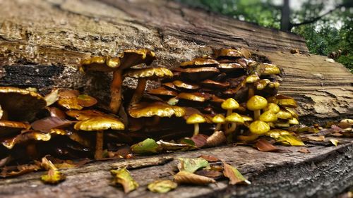 Close-up of leaves on wood