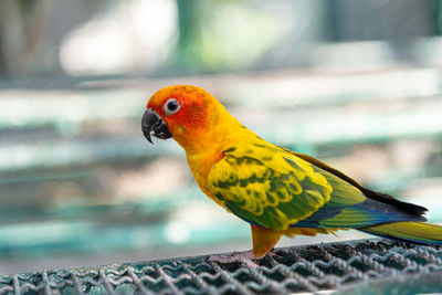 Close-up of parrot perching