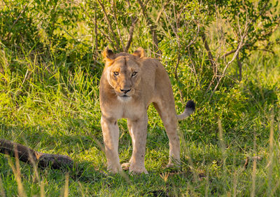 Lioness in the nature reserve in hluhluwe national park south africa