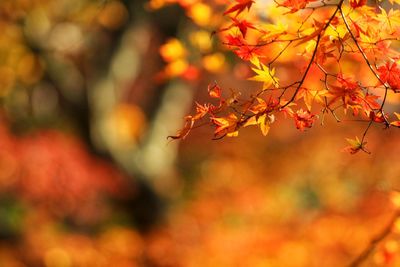 Close-up of maple tree during autumn