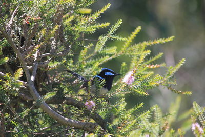 View of insect on plant