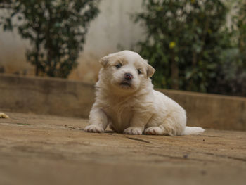 Portrait of puppy sitting on floor