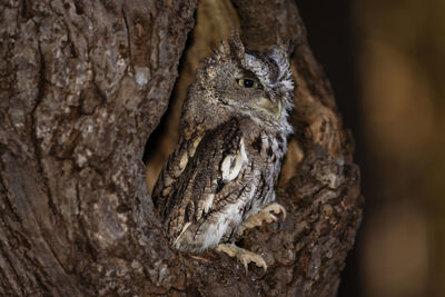 A young trained eastern screech owl, brown morph. scientific name, megascops asio