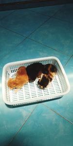 High angle view of dog relaxing in swimming pool