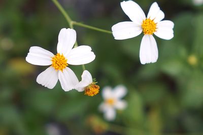Close-up of white flowering plant