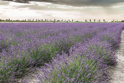 Purple flowering plants on field against sky