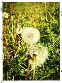 Close-up of dandelion growing in field