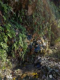 High angle view of moss growing on rocks in forest