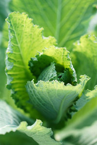 Close-up of green leaves