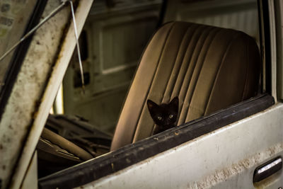 Portrait of black cat