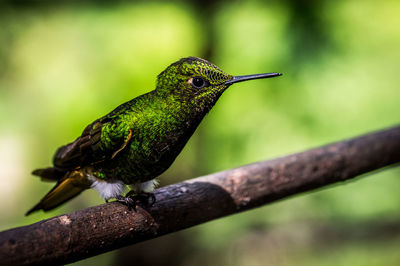 Close-up of bird perching on branch