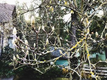 Close-up of fruit tree