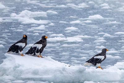 Eagles on a snow covered field