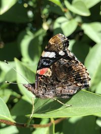 Close-up of butterfly on leaf