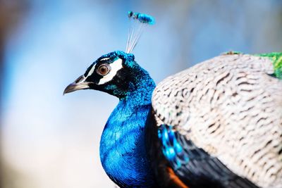 Peacock on tree