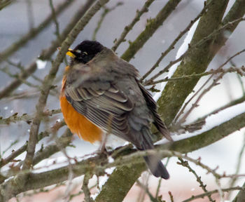 Close-up of bird perching on snow