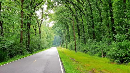 Empty road amidst trees in forest