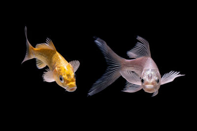 Fish swimming in sea