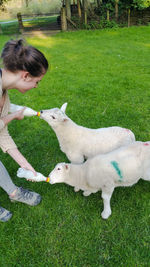 High angle view of woman feeding lambs with milk bottles on grassy field