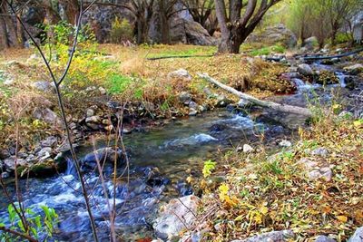 View of river in forest