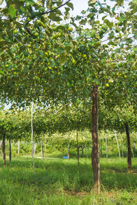 Trees growing on field