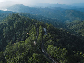 High angle view of trees in forest