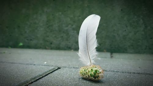 Close-up of feather against wall