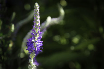 Close-up of purple flowering plant