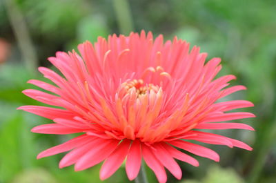 Close-up of pink flower