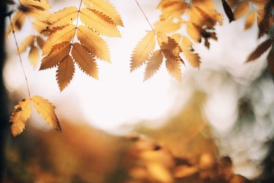 Low angle view of autumnal leaves against sky