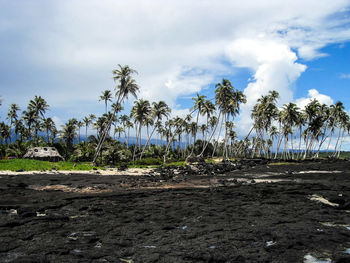 Palm trees on landscape against cloudy sky