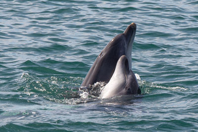 View of dolphins até wild swimming in sea