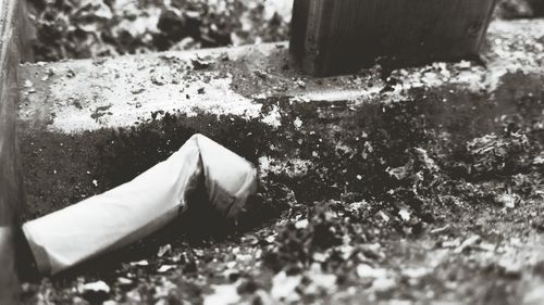 Close-up of plant against blurred background