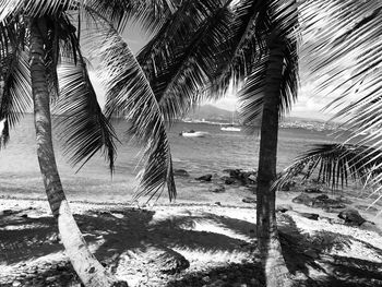 Palm trees on beach against sky