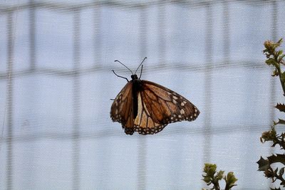 Close-up of butterfly perching on leaf