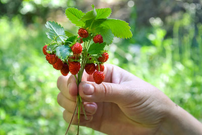 Midsection of person holding red berries on plant