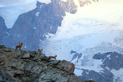 Goats standing on mountain during winter