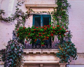 Potted plant against window of building