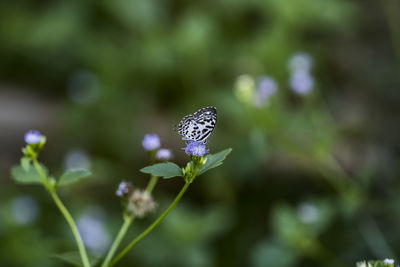 Close up of castalius rosimon, the common call pierrot, is a small butterfly.