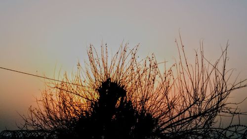 Silhouette plants against sky during sunset