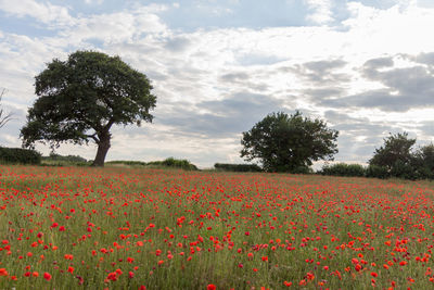 Scenic view of poppy field against sky