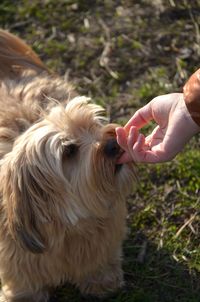 Full length of hand holding dog