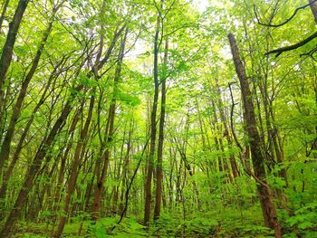 Low angle view of bamboo trees in forest