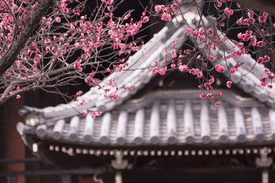 Low angle view of christmas tree