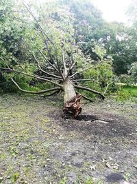 High angle view of tree trunk in forest