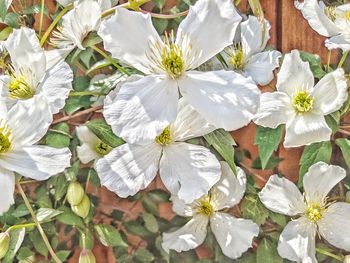 High angle view of white flowering plants