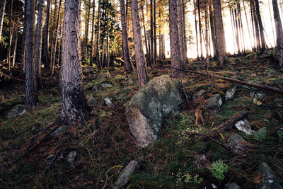 Scenic view of forest