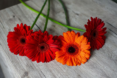 High angle view of red gerbera daisy on wood