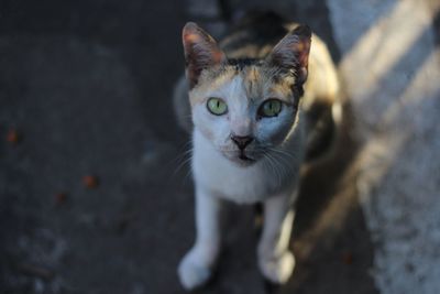 High angle portrait of cat looking at camera